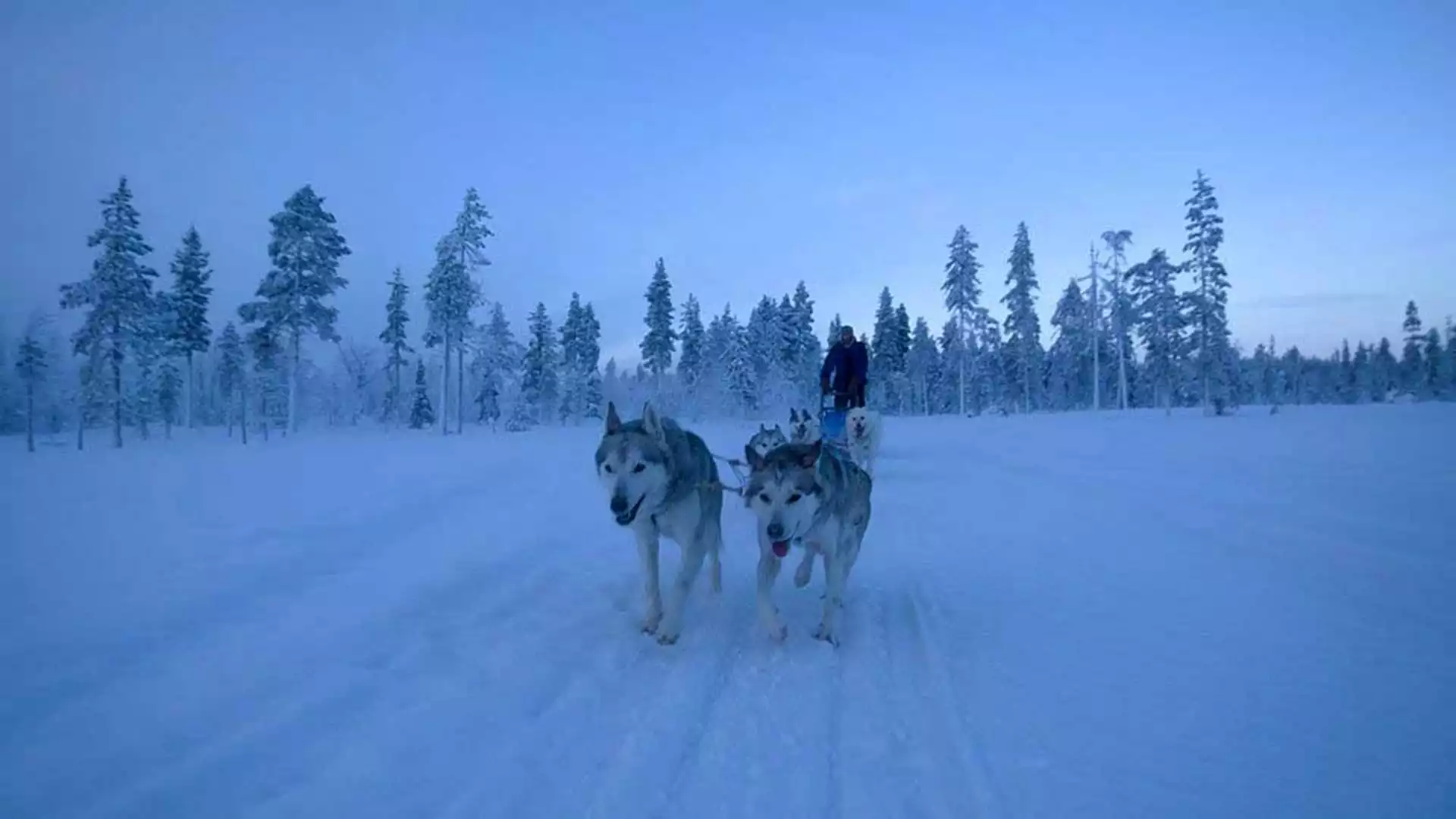 Huskysafari en noorderlicht?