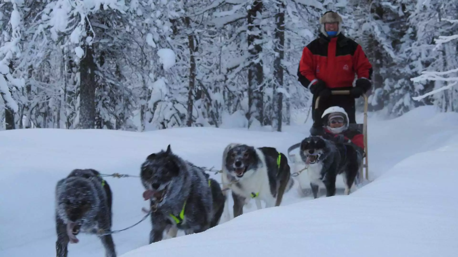 Met husky's door de heuvels van Luosto
