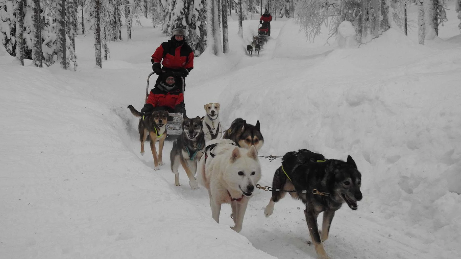 Lange huskytocht