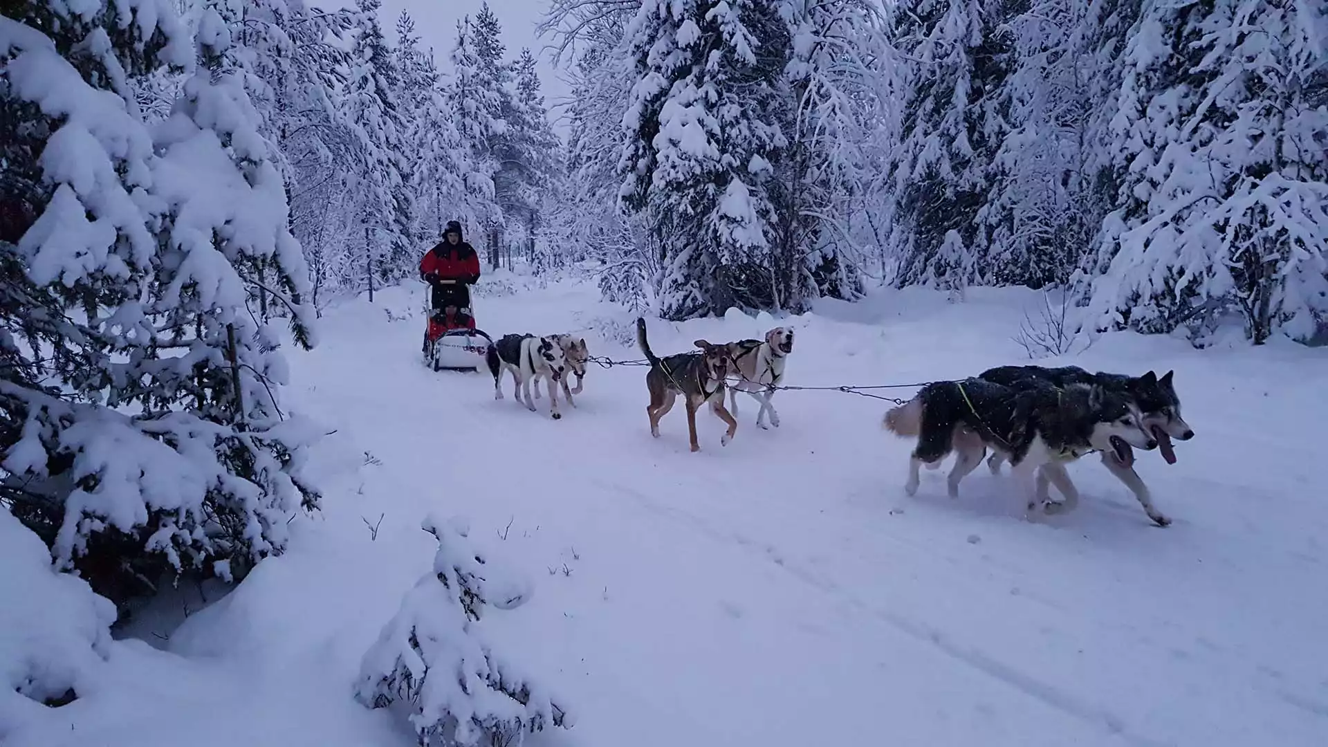 Jouw dag in Lapland
