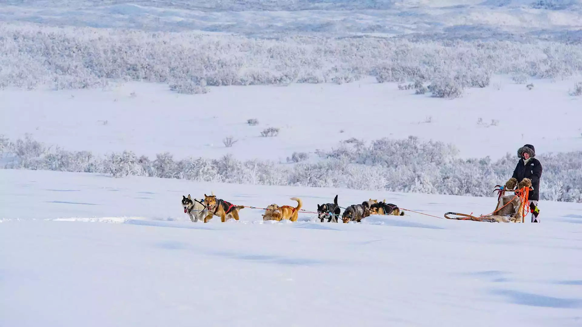 Huskysafari in Noorwegen