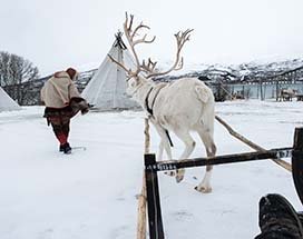 tromso-rit-rendierslee-sami