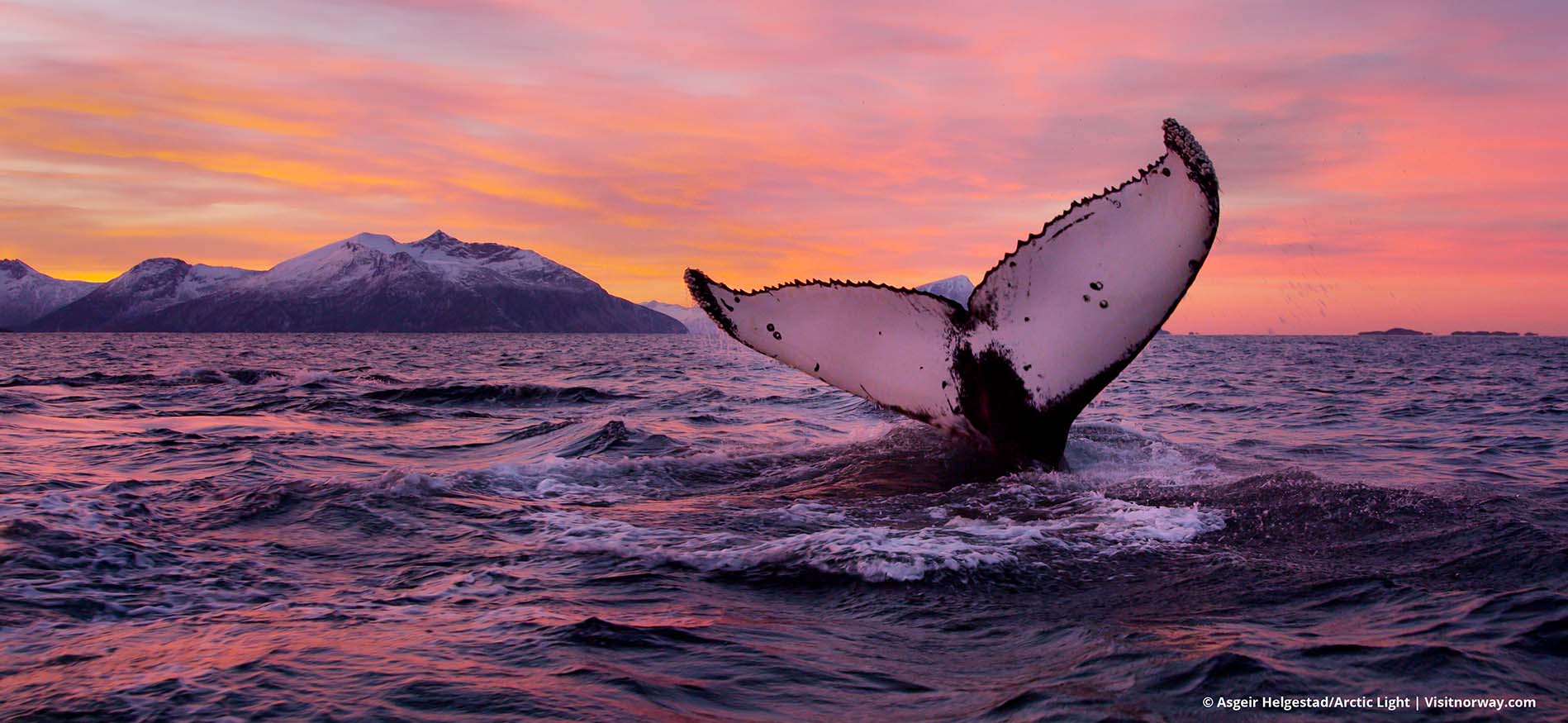 walvis-en-noorderlichtavontuur-header