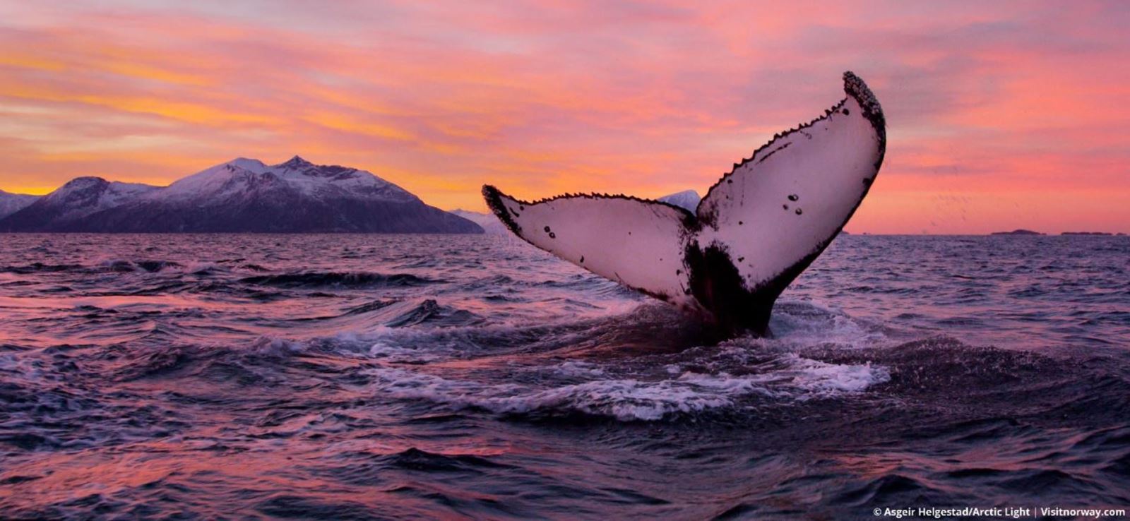 walvis-noorderlicht-avontuur-header